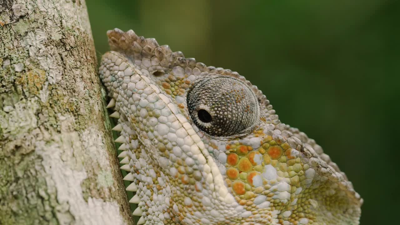 马达加斯加的黑豹变色龙(Furcifer pardalis)的牙齿模式或牙齿特写视频下载