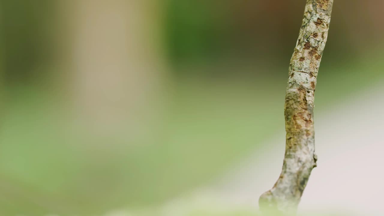 变色龙主要生活在非洲的雨林和沙漠中。它们的肤色有助于它们融入栖息地。在树上闲逛的变色龙通常是绿色的。那些生活在沙漠中的动物通常是棕色的视频素材