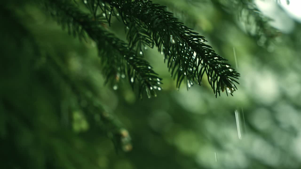 从云杉树枝上落下的雨滴的慢镜头特写视频素材