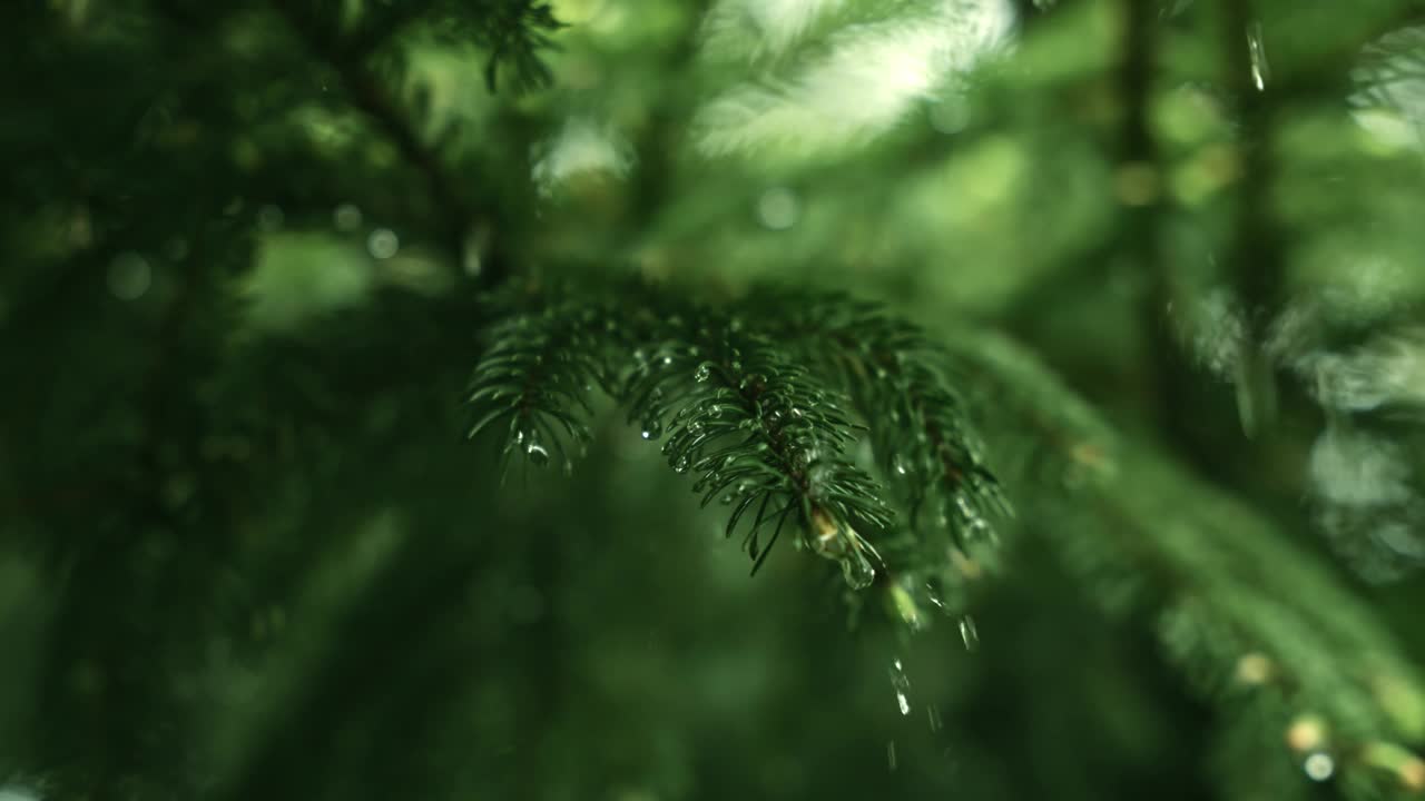 暴雨期间绿树枝上的雨水特写视频素材