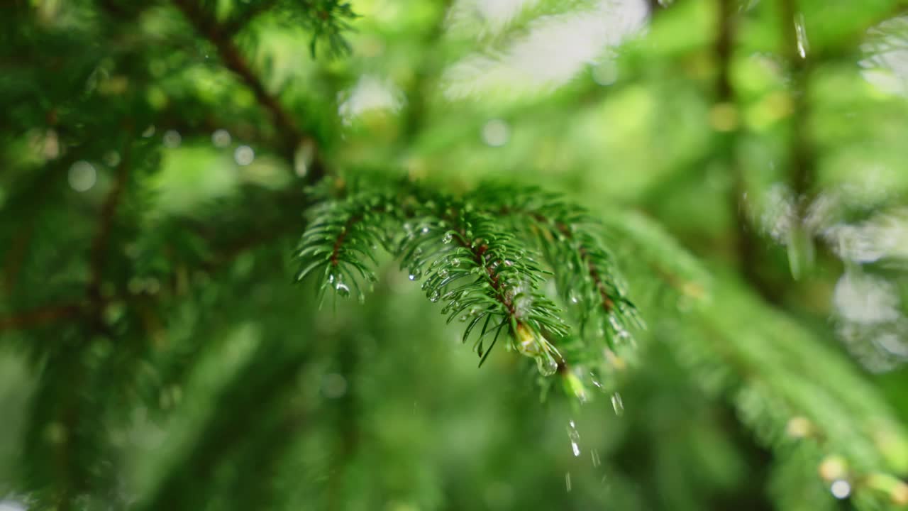 树林里树枝上滴下的雨滴特写视频素材