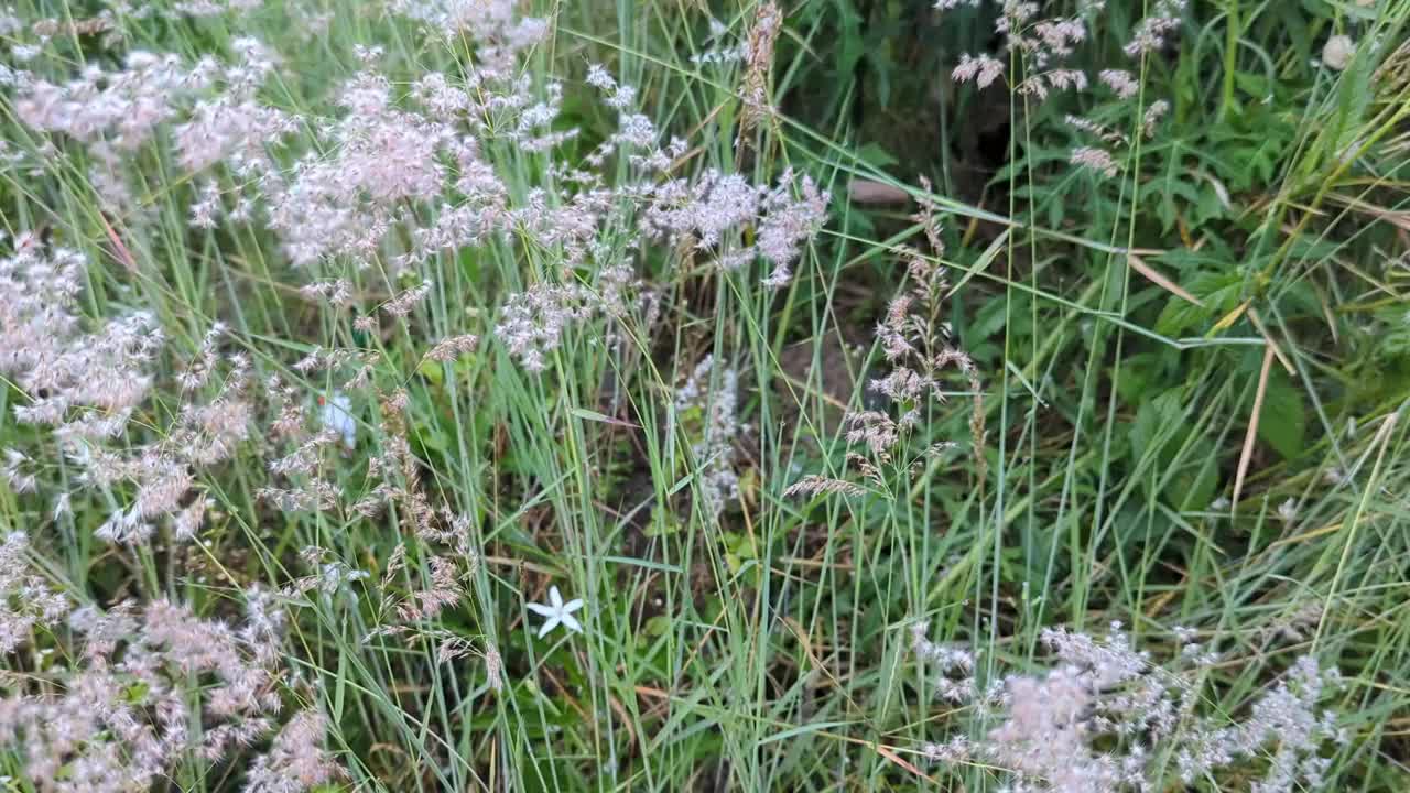 美丽的花朵田野草地在日出的灯光视频素材