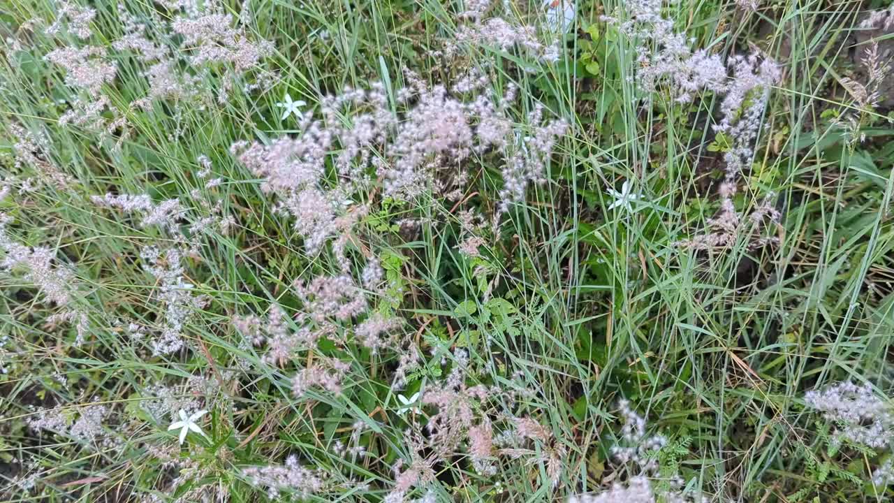 美丽的花田草地在日出的灯光放大视频素材