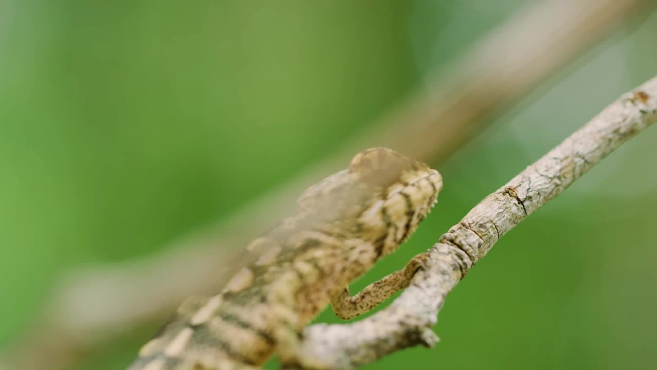 地毯变色龙，也被称为宝石变色龙或白线变色龙，是马达加斯加东部特有的变色龙。它是一种相对较小的变色龙视频下载