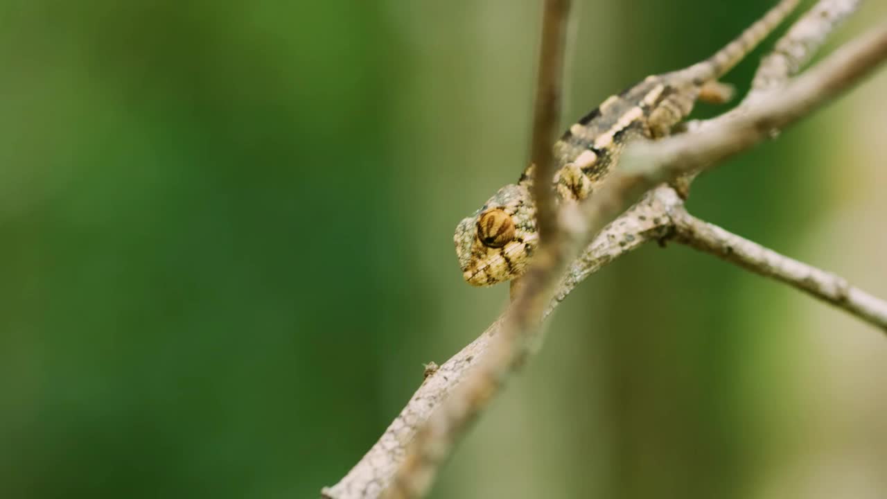 马达加斯加疙瘩鼻变色龙CamaleÃ³n narizz de espinilla de Madagascar (Calumma nasutum)视频素材