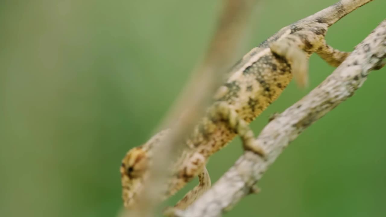 马达加斯加疙瘩鼻变色龙CamaleÃ³n narizz de espinilla de Madagascar (Calumma nasutum)视频下载