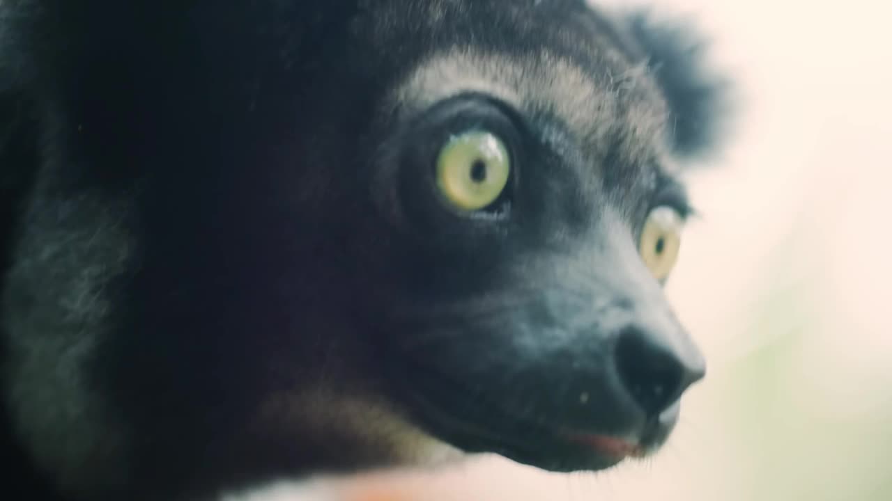 美丽的镜头的印度狐猴(Indri Indri)坐在树上在马达加斯加视频下载