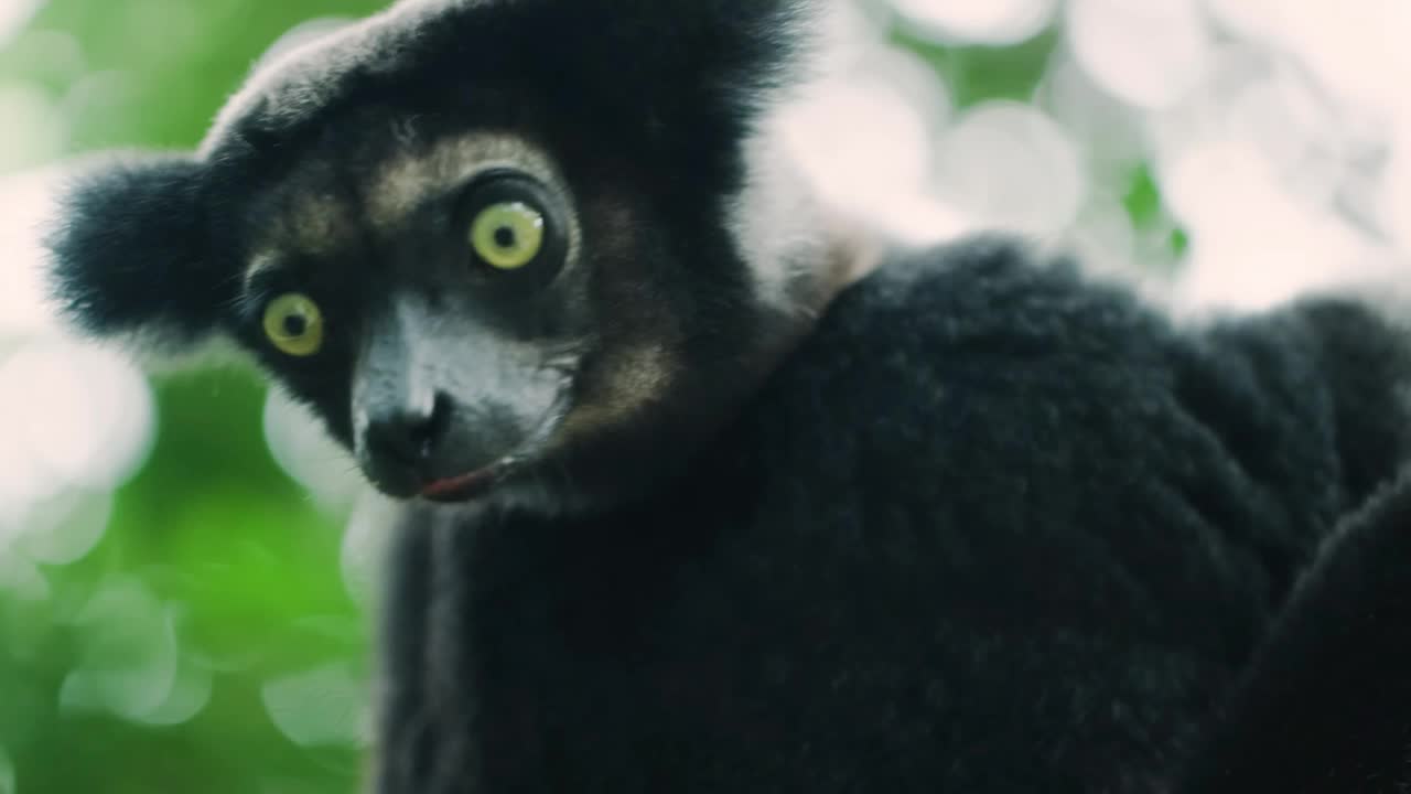 美丽的镜头的印度狐猴(Indri Indri)坐在树上在马达加斯加视频下载