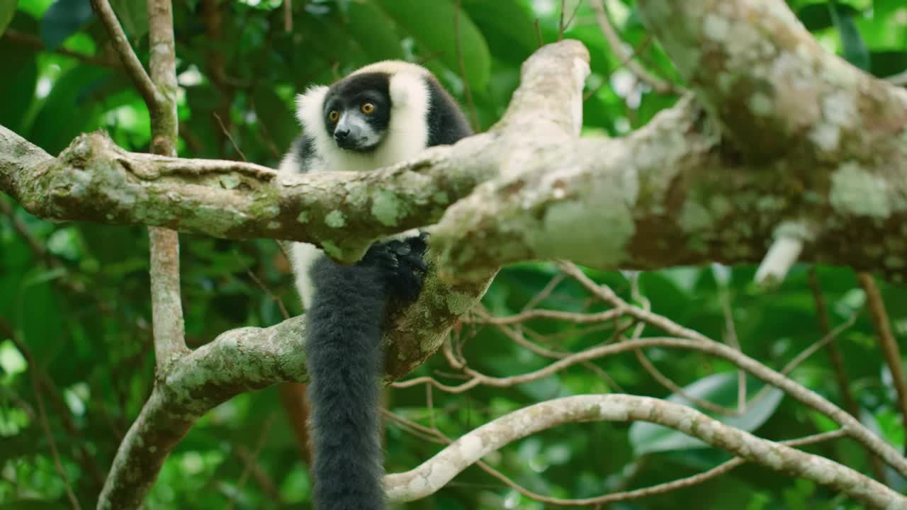 黑白皱毛狐猴(Varecia variegata)，瓦科纳森林小屋狐猴保护区，安达西贝视频下载