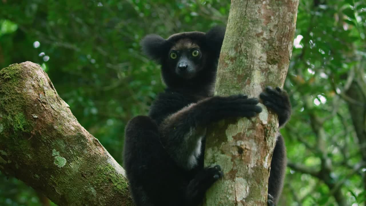 黑白皱毛狐猴(Varecia variegata)，瓦科纳森林小屋狐猴保护区，安达西贝视频下载