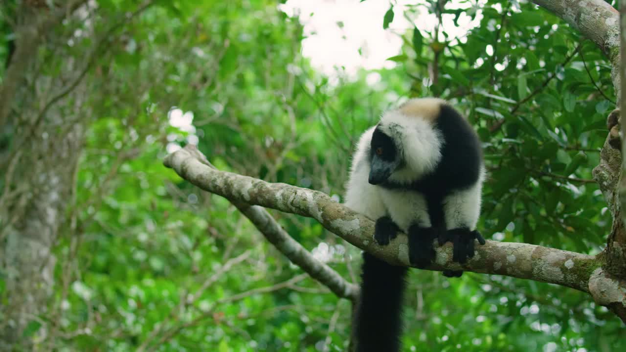 树上的杂交花视频下载