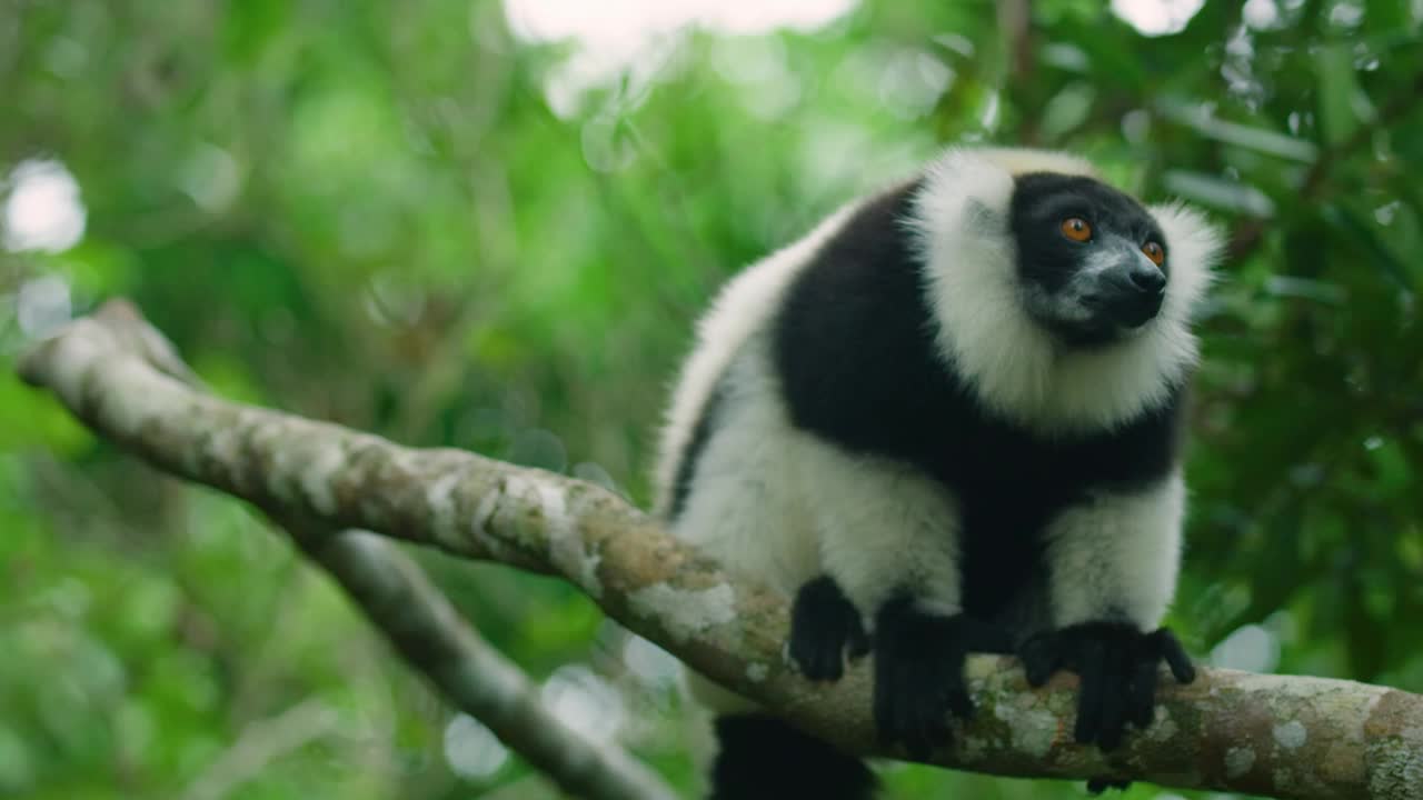 黑白皱毛狐猴(Varecia Variegata)马达加斯加特有的4K视频下载