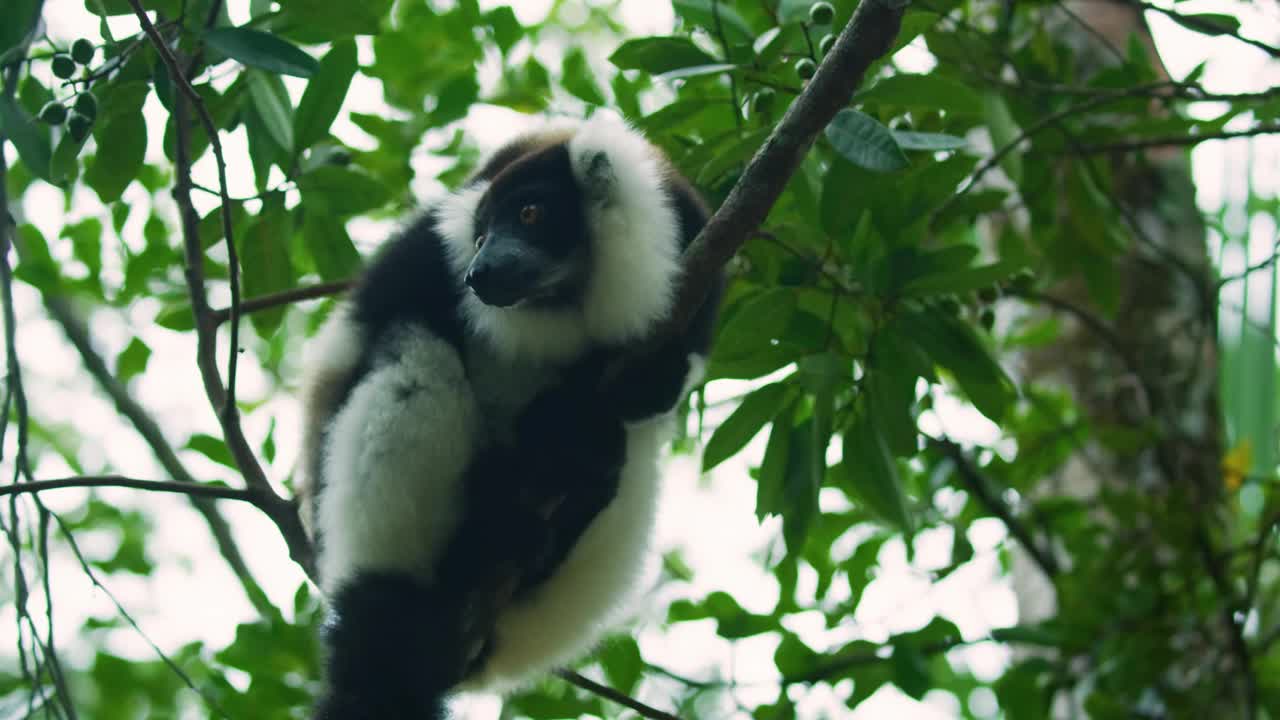 黑白皱毛狐猴(Varecia variegata)，瓦科纳森林小屋狐猴保护区，安达西贝视频下载