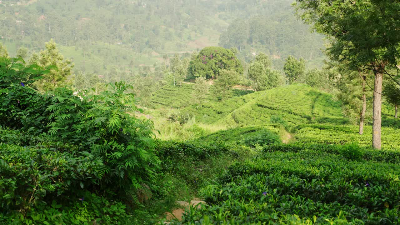 斯里兰卡茶园全景。丘陵地带郁郁葱葱的梯田。工人采摘树叶，乡村生态旅游。宁静的高地，文化、传统、成长、出口产业。缓慢的运动。视频素材