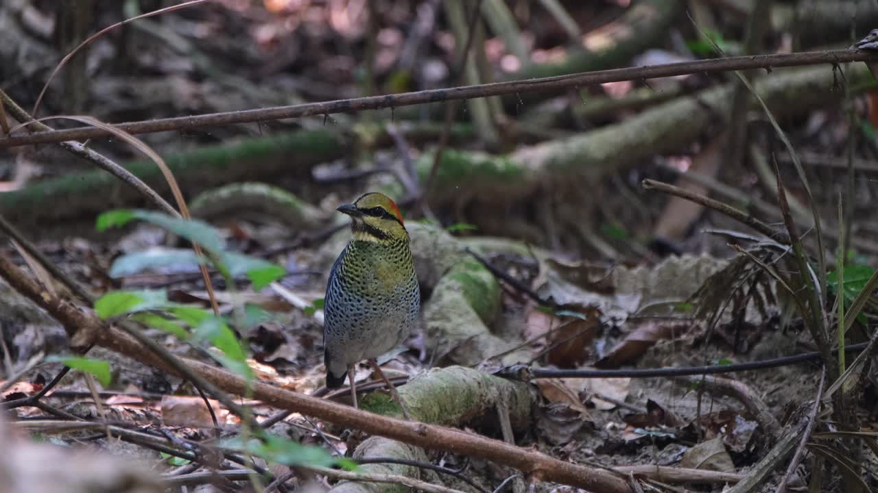 看到在森林地面觅食然后离开左边，蓝色Pitta Hydrornis cyaneus，泰国视频素材