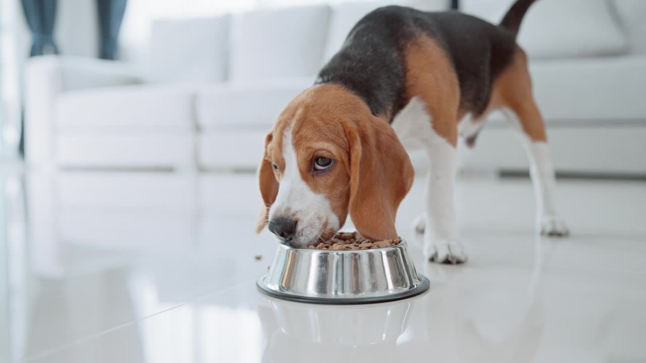 一只可爱的小猎犬小狗在房子地板上的碗里吃东西。萌宠概念视频素材