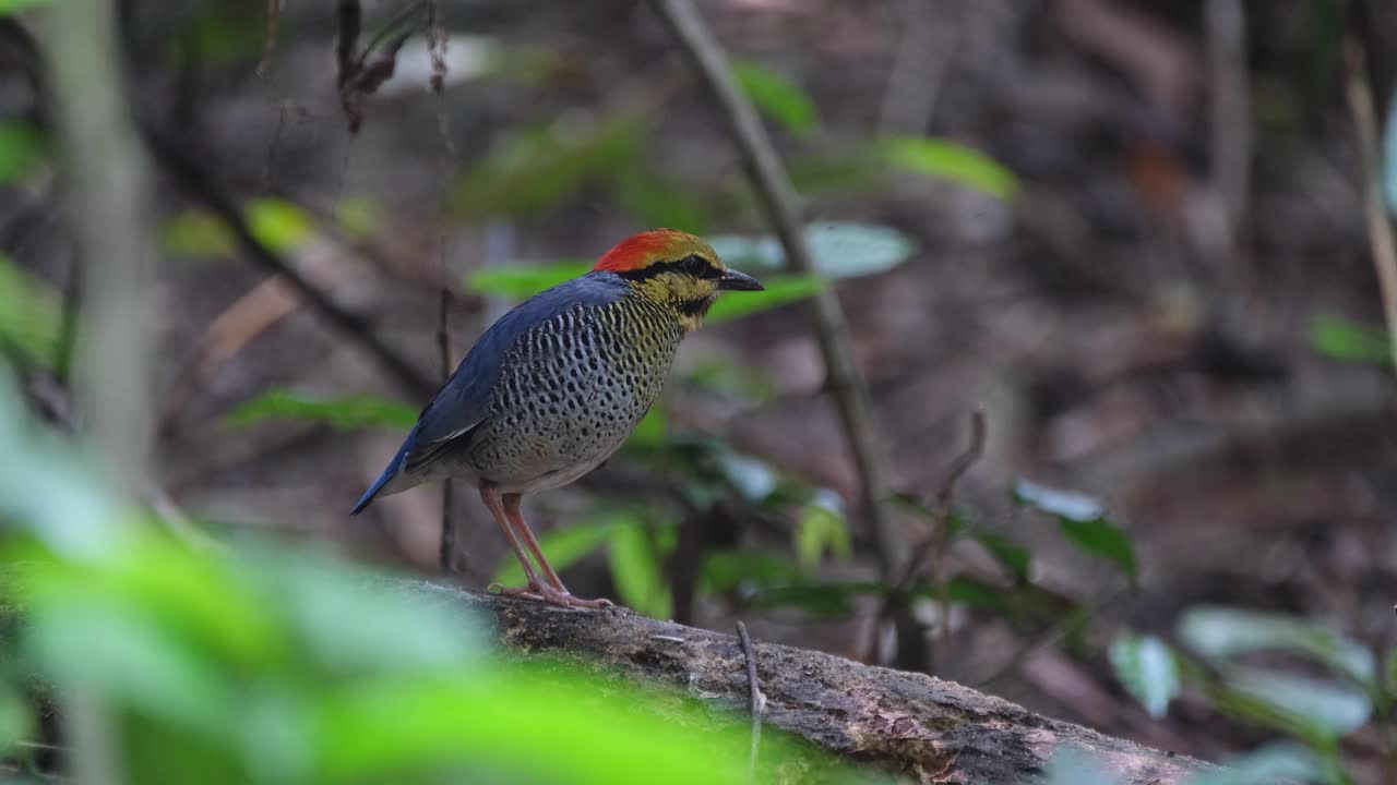 泰国的Blue Pitta Hydrornis cyaneus，当它抬起头时，相机将其放大，面朝右边视频素材