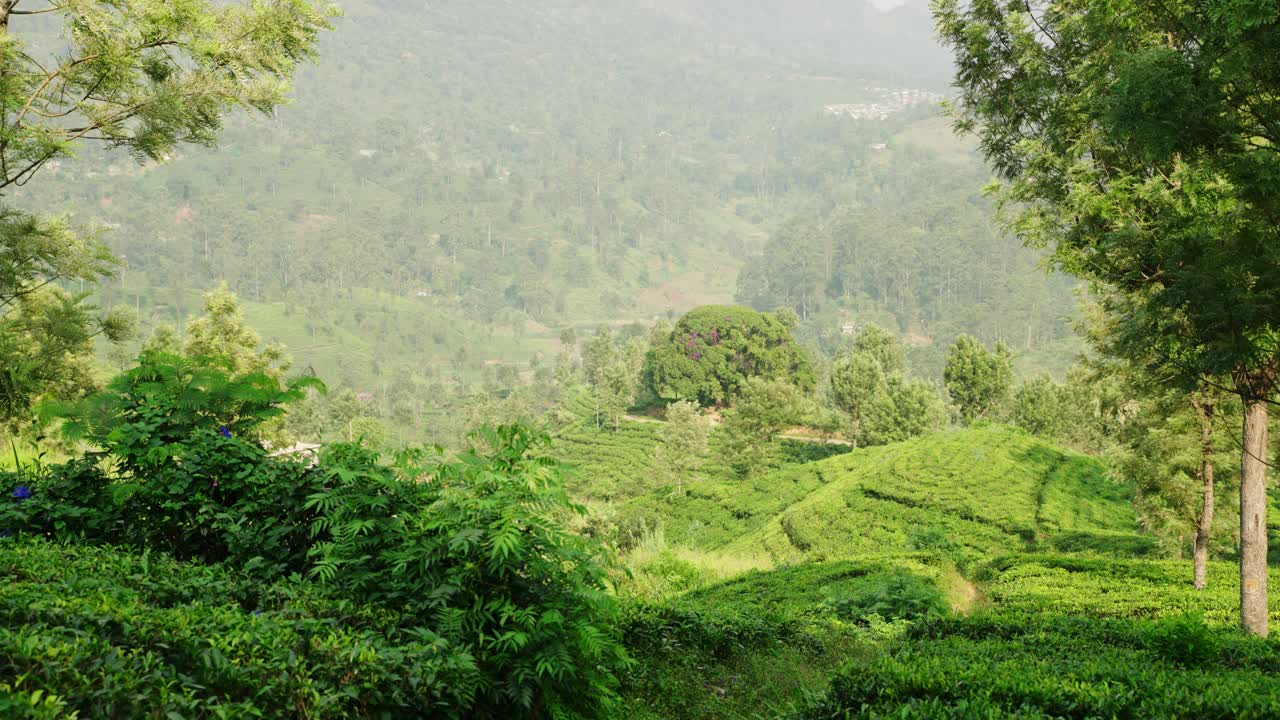 全景视频扫过斯里兰卡的茶园。工人们在风景秀丽的高地农场采摘树叶。连绵起伏的山峦和薄雾缭绕的山脉衬托着绿茶丛。宁静的乡村景色。Slowmo视频素材