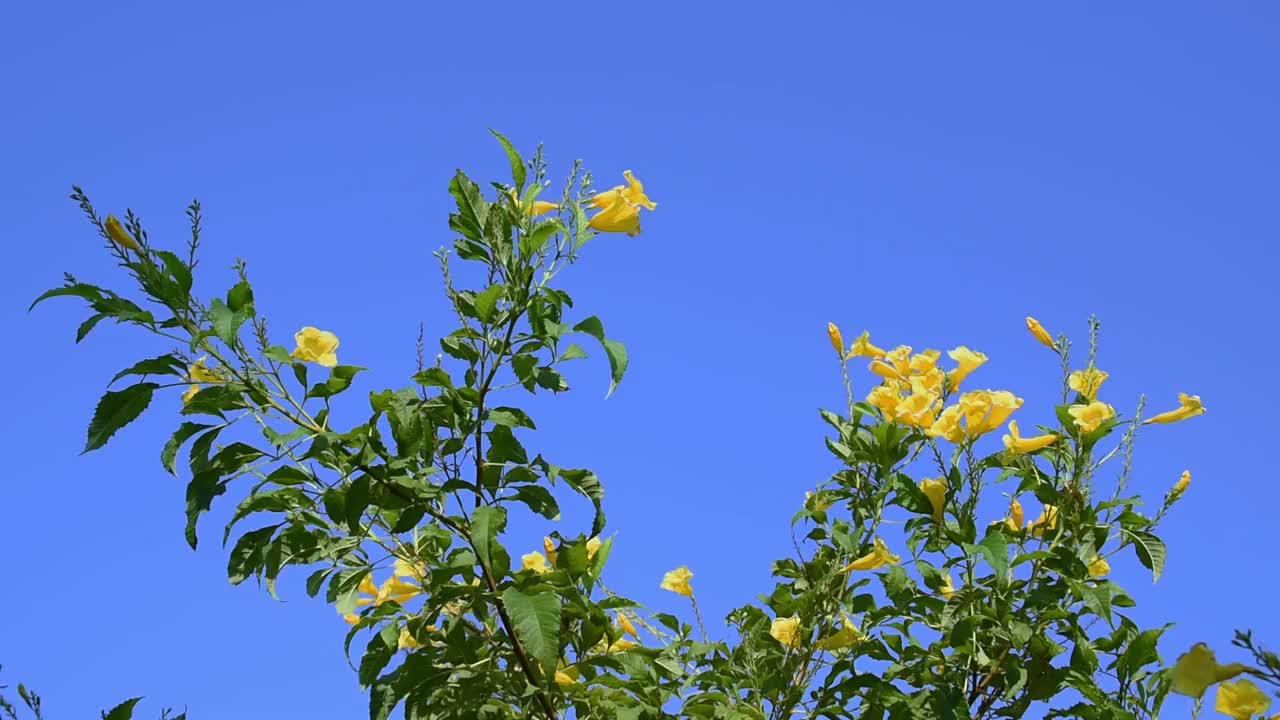 黄色的接骨木花在晴朗的天空下随风摇曳视频素材