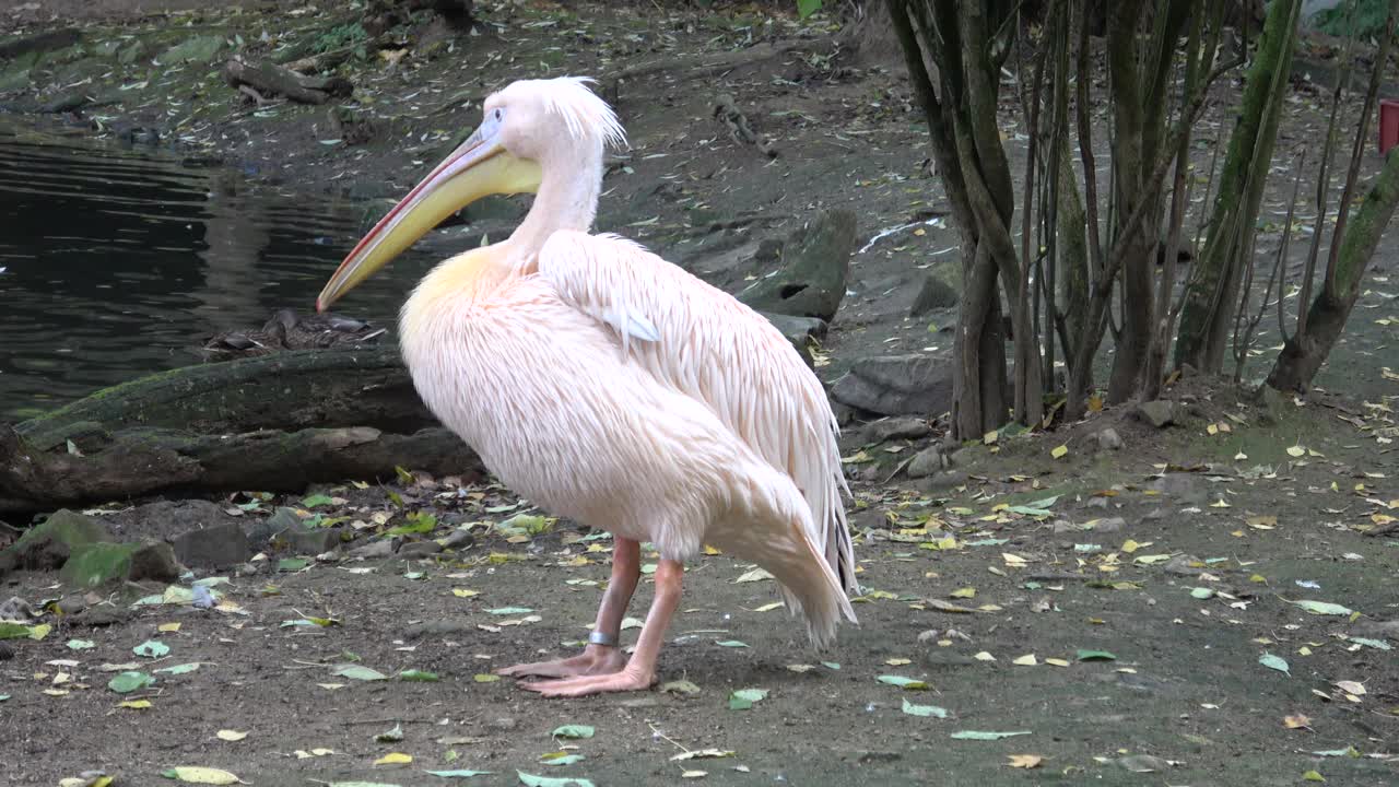 白鹈鹕(Pelecanus onocrotalus)站在地上视频下载