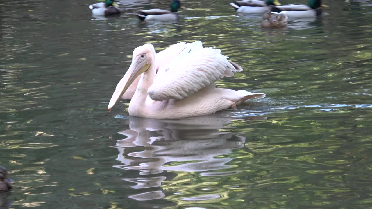 白鹈鹕(Pelecanus onocrotalus)站在地上视频素材