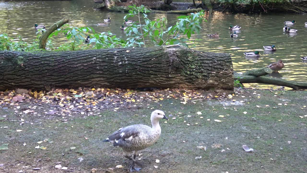 灰雁(答答答)特写视频下载