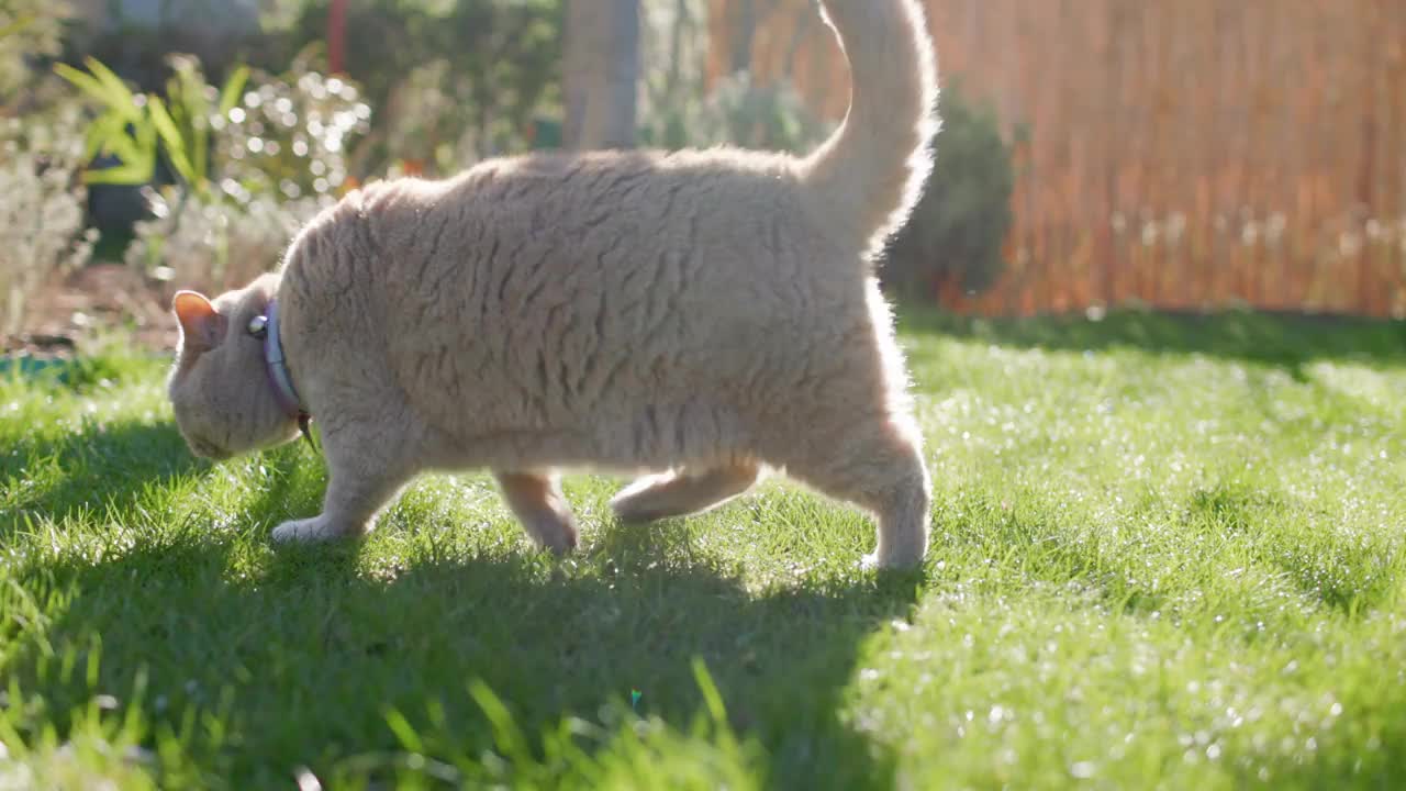 苏格兰猫在后院花园的特写。灰色的毛猫坐在户外的草坪上视频素材