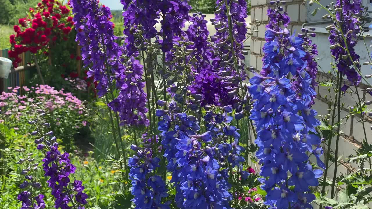 夏日的花园里，黄蜂和蝴蝶飞来飞去，为紫色的花朵授粉视频下载