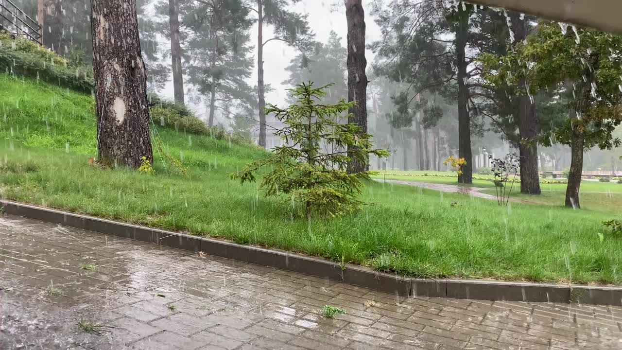 夏天，一场大雨在公园里洒满了松树。用声音视频素材