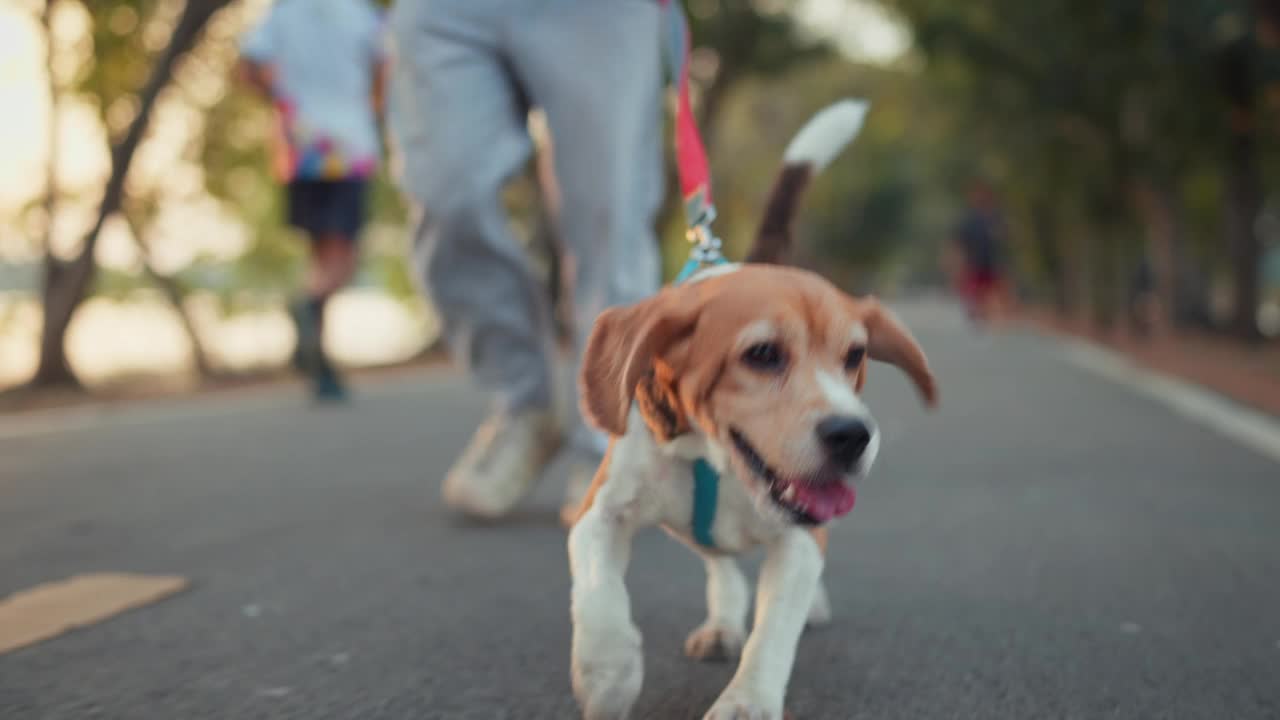 快乐的比格犬与男主人早上在公园散步。一名男子在户外牵着皮带控制狗。视频素材