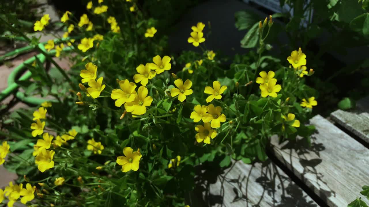 大自然的镜头，美丽的花的牛尾草植物视频下载