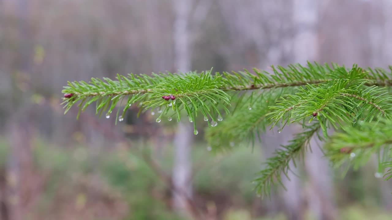 雨天，一根云杉树枝上的水珠在风中摇摆。视频素材