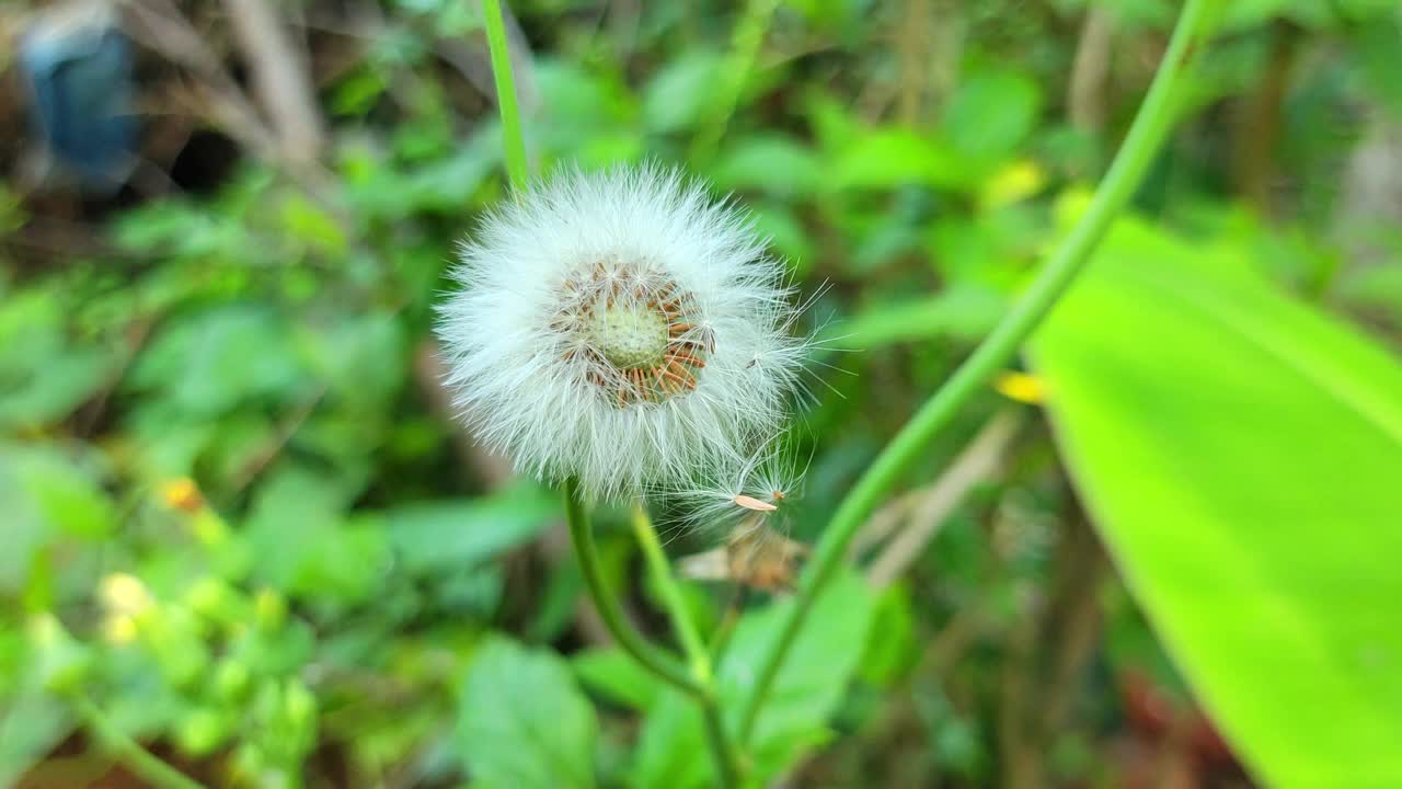 蒲公英花在疾风中挥动着它的种子视频下载