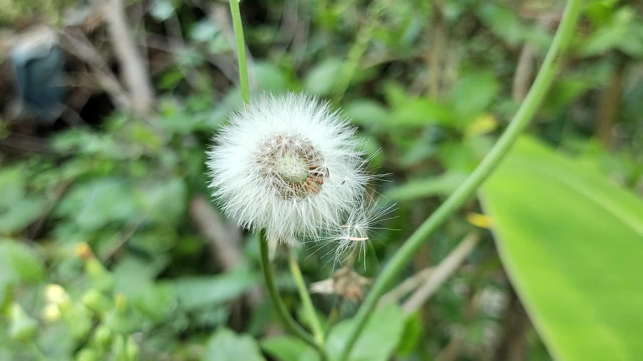 蒲公英花在疾风中挥动着它的种子视频下载