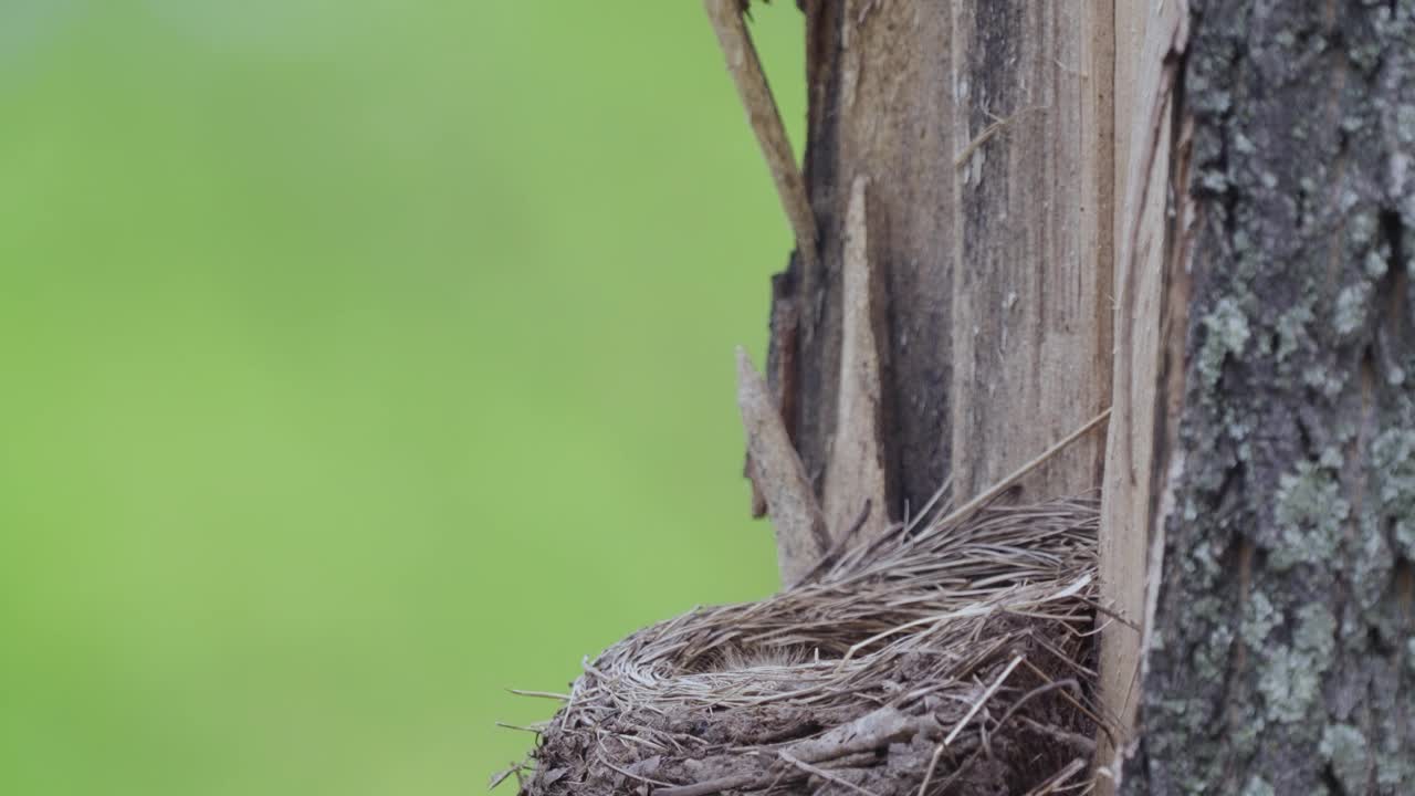 田野鸟(Turdus pilaris)的雏鸟正坐在巢里等待喂食。视频素材