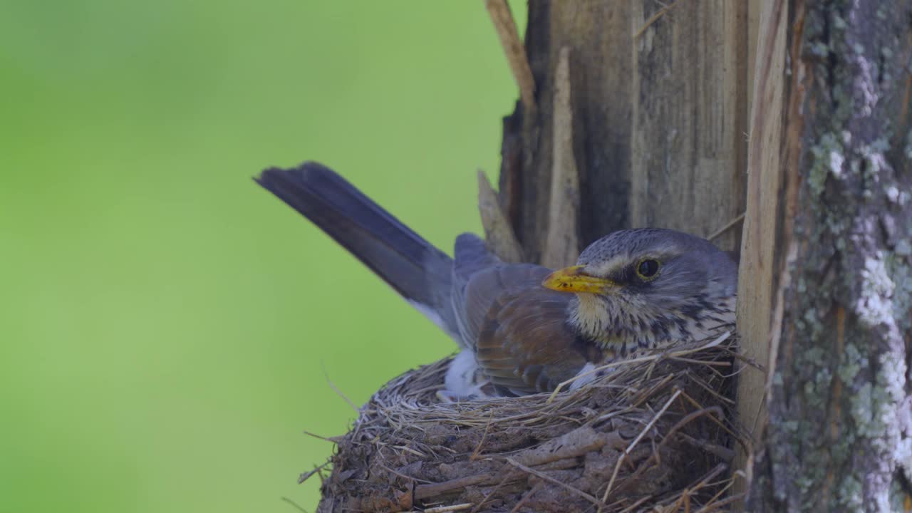 鸟Fieldfare (Turdus pilaris)坐在巢上给雏鸟取暖。视频素材