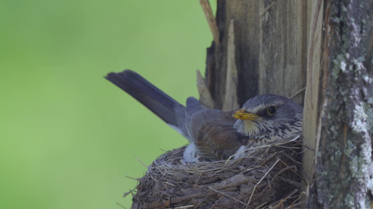 Fieldfare (Turdus pilaris)鸟在巢上给雏鸟喂食蠕虫，然后吞下雏鸟的粪便。视频素材