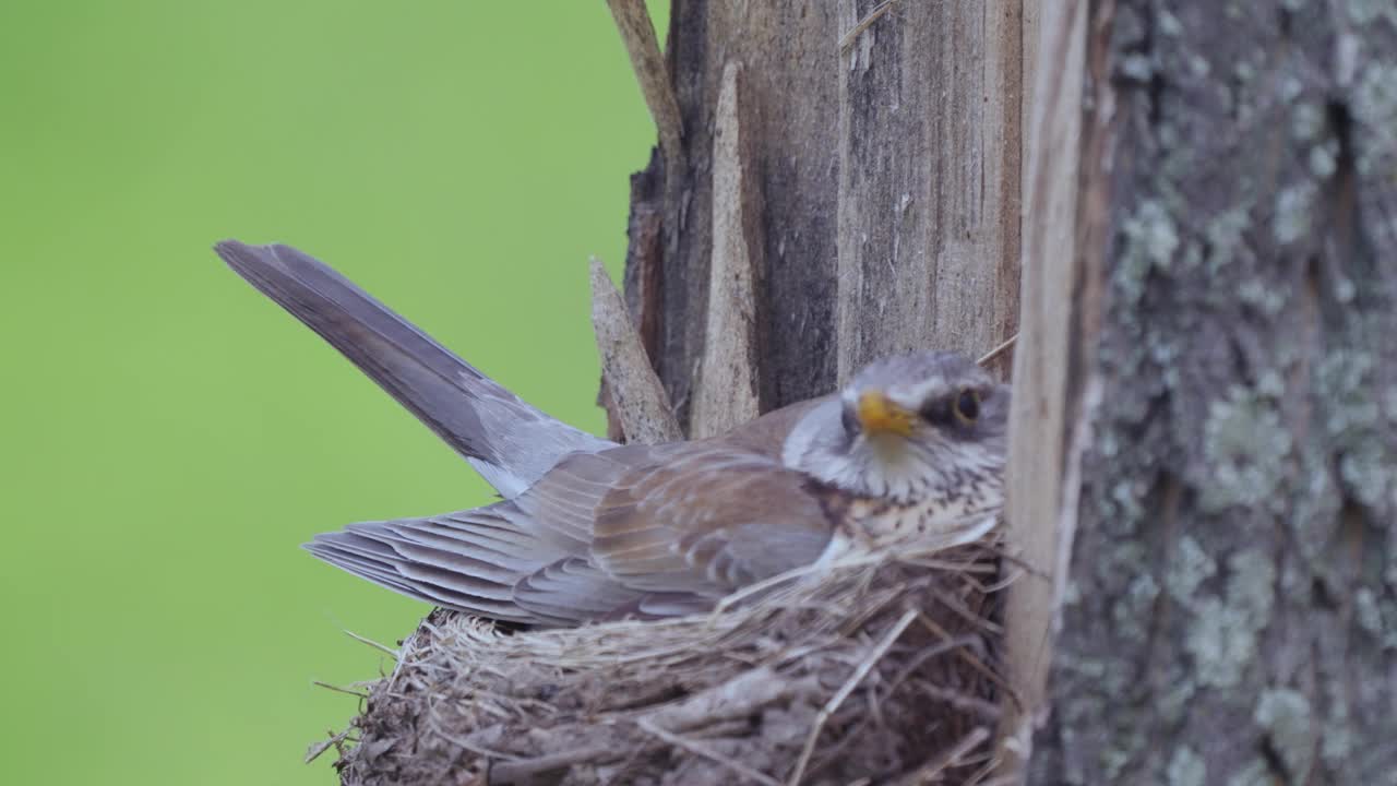 Fieldfare (Turdus pilaris)鸟在巢上给雏鸟喂食蠕虫，然后吞下雏鸟的粪便。视频素材