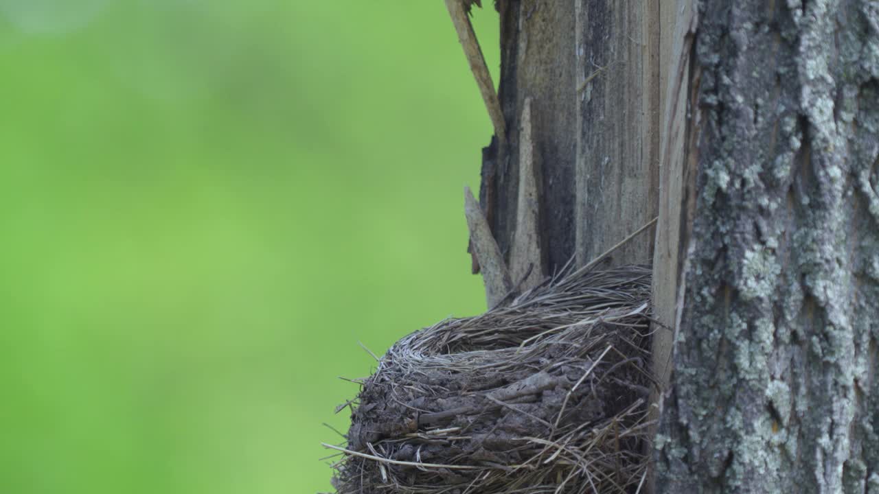 Fieldfare (Turdus pilaris)鸟在巢上给雏鸟喂食蠕虫，然后吞下雏鸟的粪便。视频素材