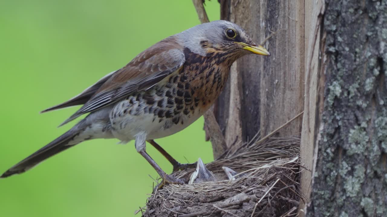 田野鸟(Turdus pilaris)吞食雏鸟的粪便。视频素材