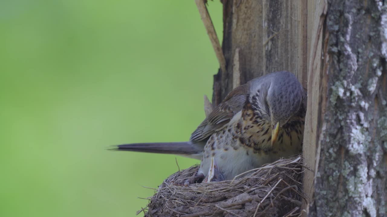 田野鸟(Turdus pilaris)吞食雏鸟的粪便。视频素材