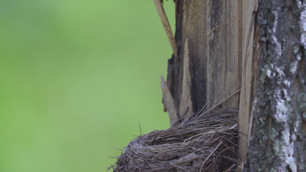 鸟Fieldfare (Turdus pilaris)坐在巢上给雏鸟取暖。视频素材