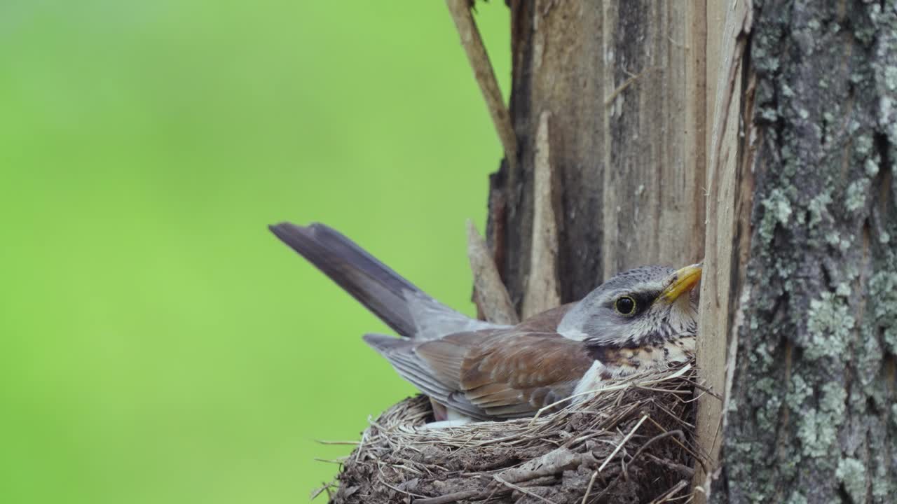 田野鸟(Turdus pilaris)在巢上用虫子喂雏鸟。视频素材