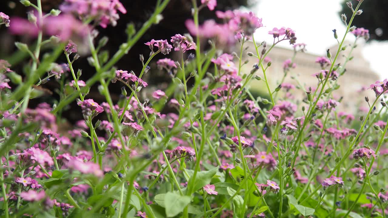 城市公园里的勿忘我。龙葵属是龙葵科开花植物的一个属。美丽的蓝色勿忘我草或蝎子草。园林文化杂交。昆虫给植物授粉视频素材