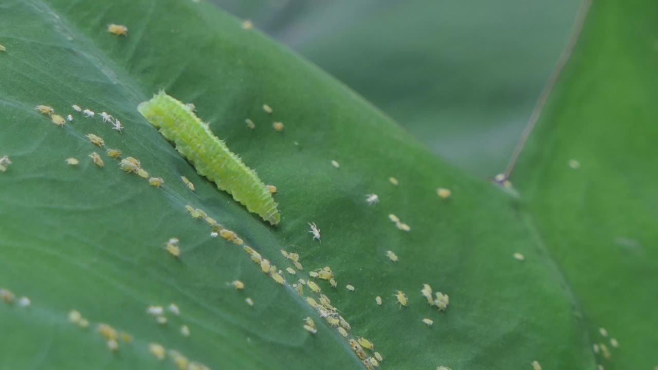 绿色的毛毛虫在绿叶上爬行和吃小昆虫。视频素材