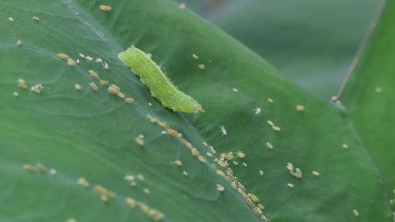 绿色的毛毛虫在绿叶上爬行和吃小昆虫。视频素材