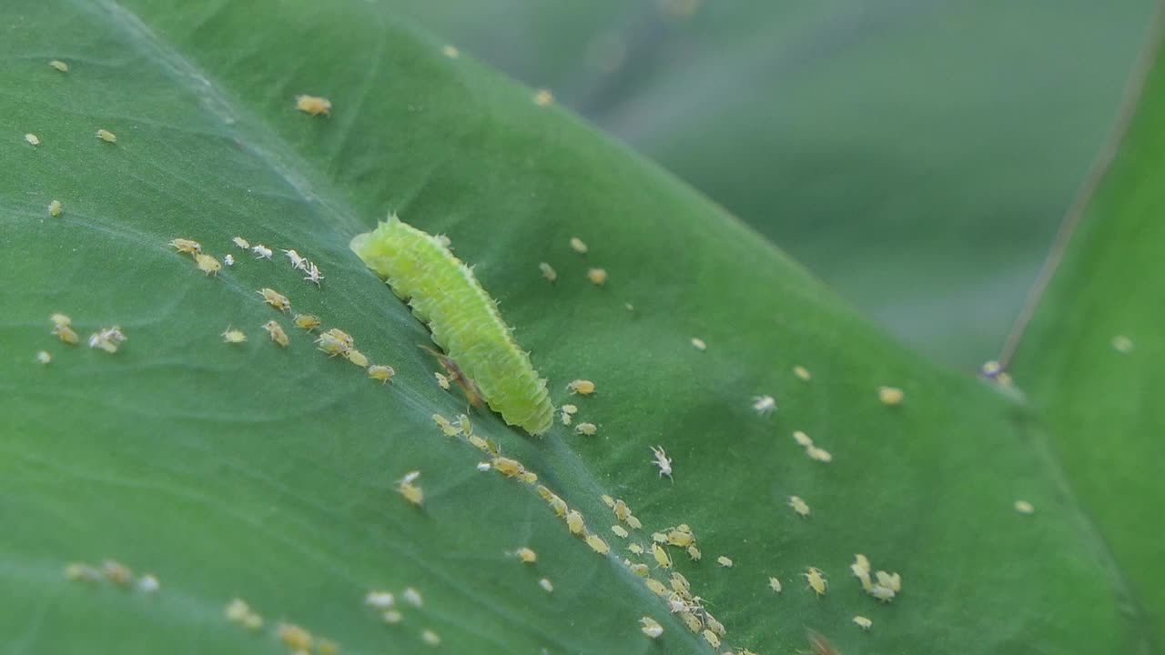 绿色的毛毛虫在绿叶上爬行和吃小昆虫。视频素材