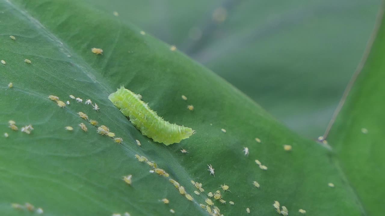 绿色的毛毛虫在绿叶上爬行和吃小昆虫。视频素材