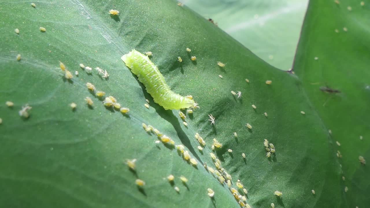 绿色的毛毛虫在绿叶上爬行和吃小昆虫。视频素材