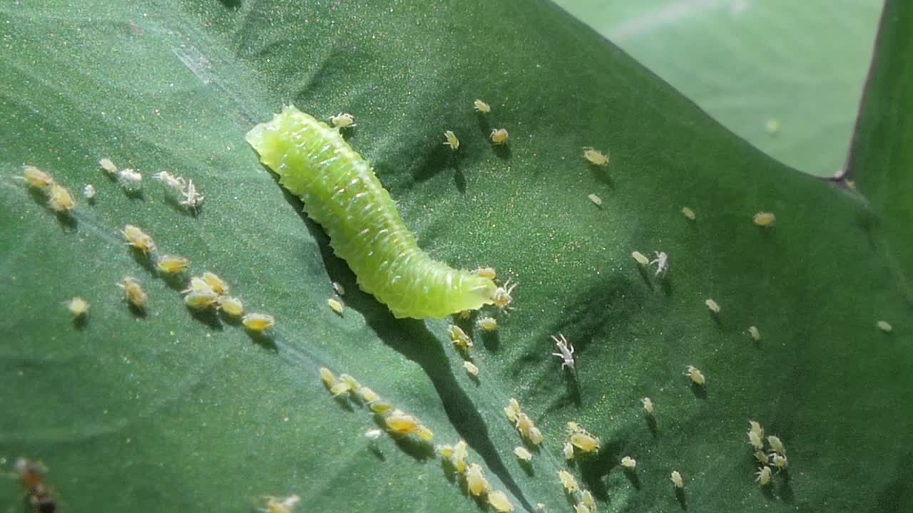 绿色的毛毛虫在绿叶上爬行和吃小昆虫。视频素材